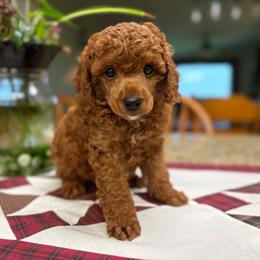Quondo - Red  male Poodle puppy in Creston, Iowa from G–/ Kennel