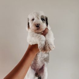 Zoé - Blue merle and white female Sheepadoodle puppy in Wabash, Indiana from DOODCompany