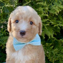 Grumpy - Cream male Aussiedoodle puppy in Denton, Maryland from Royal Conron Doodles