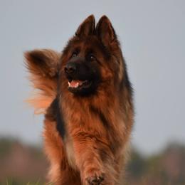 Jessy vom Ermeland - German Shepherd