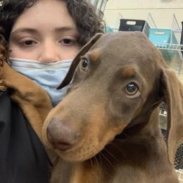 Doberman Pinscher Puppies from El Mareya Misthios Kennel