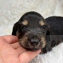 Felix - Black and cream male Dachshund puppy in Goodyear, Arizona from D&C Royal Dachshunds LLC