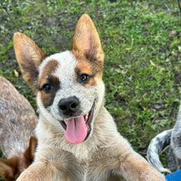 Boy 3 - Red speckled male Australian Cattle Dog puppy in Iowa from OverTime Cattle Dogs