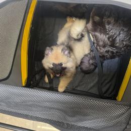 Hexx - Keeshond