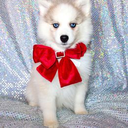 Adela - Silver and white female Pomsky puppy in Centerville, Iowa from LJ Kennels Pomskies, LLC