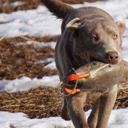 Dilute Retrievers from DLime Ranch Silver Labs
