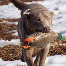 Dilute Retrievers from DLime Ranch Silver Labs