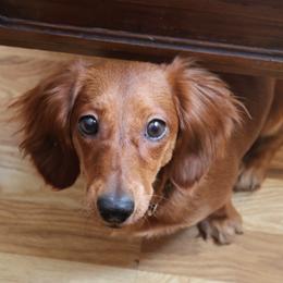 Harlow - Wild  boar and tan female Dachshund puppy in Watertown, Massachusetts from Jae’s Puppy House