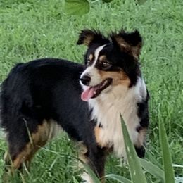 Miniature American Shepherds from Flying with AKC Mini Aussies