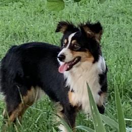 Miniature American Shepherds from Flying with AKC Mini Aussies