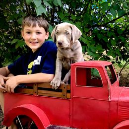 Labrador Retrievers from Silver Platter Chocolate Labs