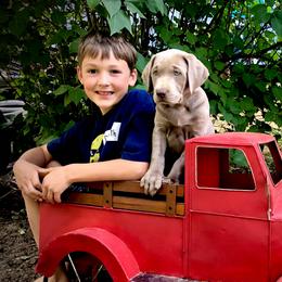 Labrador Retrievers from Silver Platter Chocolate Labs