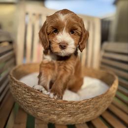 Lima - Caramel red female Australian Labradoodle puppy in Morgan Hill, California from Loving Labradoodle