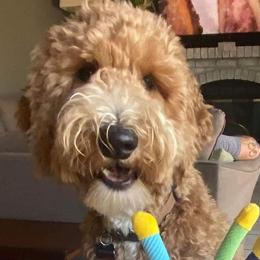 Goldendoodles from Lavish Doodles