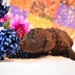 Laurel - Chocolate female Australian Labradoodle puppy in Sturbridge, Massachusetts from Pawlite Best Friends