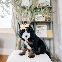 Sunny - Tri-color female Bernedoodle puppy in Murray, Utah from Sun Valley Doodles