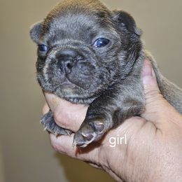 Dachshund and French Bulldog Puppies from Black Thunder 517 Cane Corso and Dachshunds