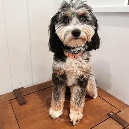 Izzy - Aussiedoodle