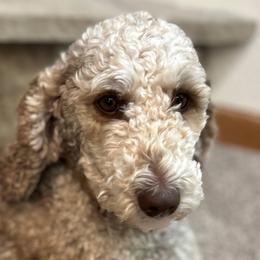 Aussiedoodles from Easton L