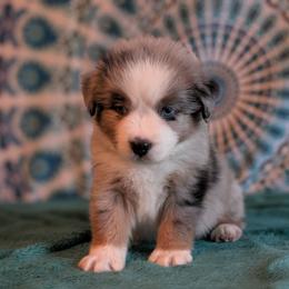 Jade - Blue merle male Miniature American Shepherd puppy in Trenton, Florida from Atherney