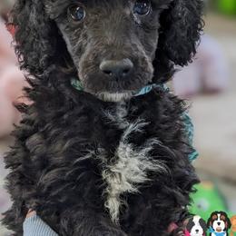 Goldendoodles, Labradoodles, Labrador Retrievers, and Poodles from Apple Creek Doodles