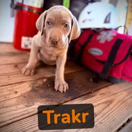 Trakr - Silver gray male Weimaraner puppy in Talking Rock, Georgia from North Georgia Weims