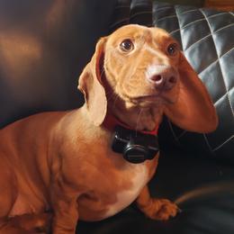 Layla - Dachshund
