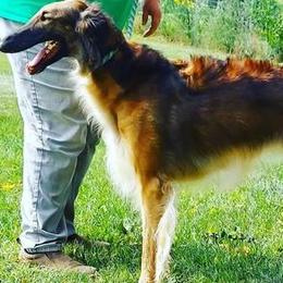 WuLi - Borzoi