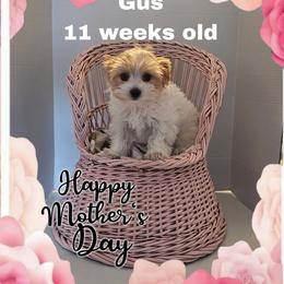 Yellow Parti boy - Parti male Yorkshire Terrier puppy in Inverness, Florida from Luvayorkie&more