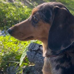 Fancy - Dachshund