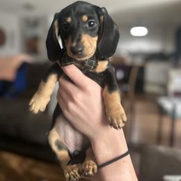 Lady - Black and tan female Dachshund puppy in Brandon, Florida from Knights Dachshunds