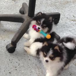 TJ - Black and tan parti male Pomeranian puppy in Andrews, South Carolina from Purple Diamonds Kennel
