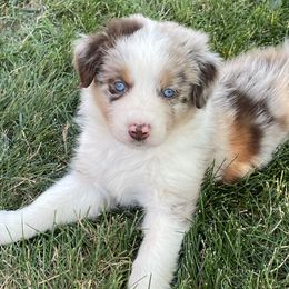 Australian Shepherd Puppies from Running Thunder Aussies