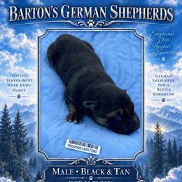 Tank - Black and tan male German Shepherd puppy in Yuba City, California from Barton’s German Shepherds