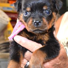 PINK COLLAR - Black and mahogany female Rottweiler puppy in Dawson Springs, Kentucky from Lakeview Rottweilers