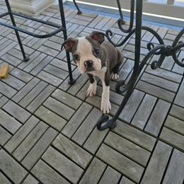 Sophie - Black brindle and white female Boston Terrier puppy in Walhalla, South Carolina from Dixies  southern  bostons
