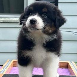 Hero - Black tri-color male Australian Shepherd puppy in Marshall, Indiana from Larkwood Australian Shepherds