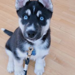 Siberian Husky Puppies from Heather Martens