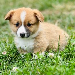 Chandler - Red male Pembroke Welsh Corgi puppy in Aumsville, Oregon from West Coast Corgi