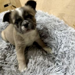 Pink Beta Collar - Blue fawn female French Bulldog puppy in Woodstock, Georgia from Roman Dynasty Kennels