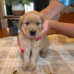 Yellow girl - Golden female Golden Retriever puppy in Macy, Indiana from Macy Golden Meadows