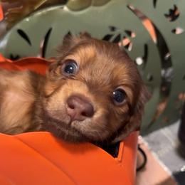 Cocoa - Chocolate and cream male Dachshund puppy in Pueblo, Colorado from Nikas Baby Beanz LH Dachshunds