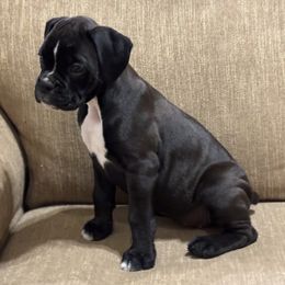 Dakota - Brindle female Boxer puppy in Brock, Texas from Tommaso AKC Boxers