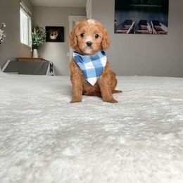 Apollo-orange - Tri-color Cavapoo puppy in South Jordan, Utah from Lucky Doodles