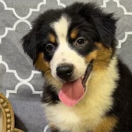 Callie - Black tri female Miniature American Shepherd puppy in Clinton, Missouri from Mockingbirds American Minis