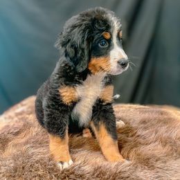 Nina - Black rust and white female Bernese Mountain Dog puppy in Alabama from Dogwood Creek Bernese