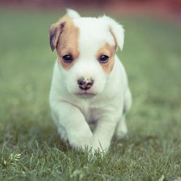 Jack Russell Terrier Puppies from Little Eden Jack Russell Terriers