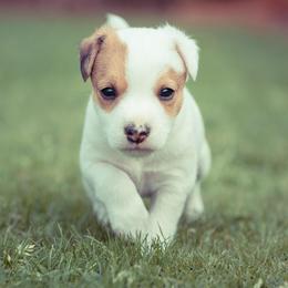 Jack Russell Terrier Puppies from Little Eden Jack Russell Terriers