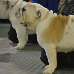 Ladee - Bulldog
