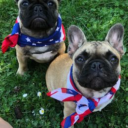 French Bulldog Puppies from Creme De La Creme French Bulldogs